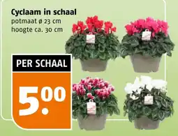 Poiesz Cyclaam in schaal aanbieding