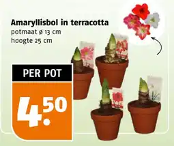 Poiesz Amaryllisbol in terracotta aanbieding