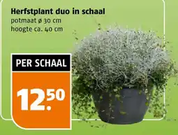 Poiesz Herfstplant duo in schaal aanbieding