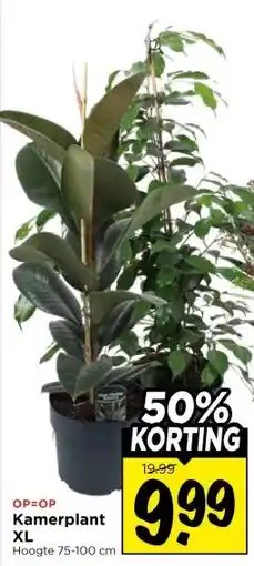 Vomar Voordeelmarkt Kamerplant XL aanbieding