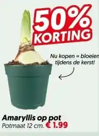 Dekamarkt Amaryllis op pot aanbieding