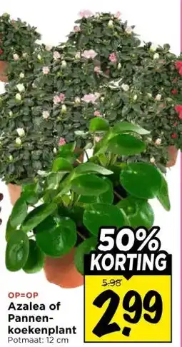Vomar Voordeelmarkt Azalea of Pannen- koekenplant aanbieding