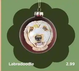 Xenos Labradoodle aanbieding