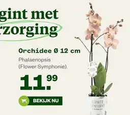 Welkoop Orchidee aanbieding