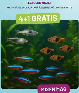 Pets & Co SCHOLENVISJES aanbieding