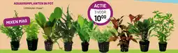 Pets & Co AQUARIUMPLANTEN IN POT aanbieding