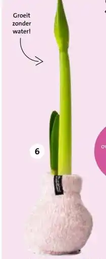 Intratuin Amaryllis aanbieding