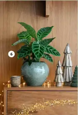 Intratuin Calathea. aanbieding