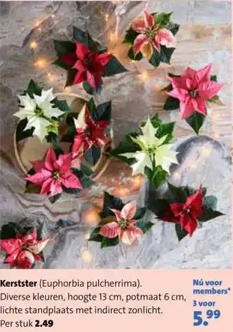 Kerstster