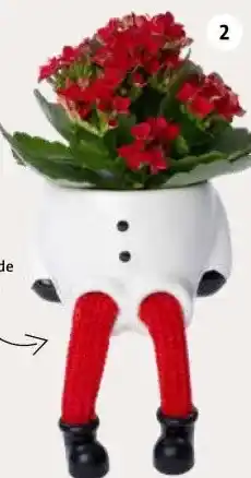 Intratuin Arrangement après-ski. aanbieding