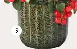 Intratuin Pot Onira. aanbieding