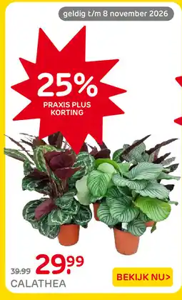 Praxis Calathea aanbieding