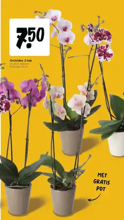 Jumbo Orchidee 2-tak aanbieding