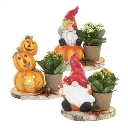 Albert Heijn AH Halloween arrangement op houten bordje aanbieding