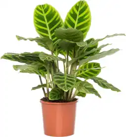 Intratuin Calathea (Calathea zebrina) D 14 H 50 cm aanbieding