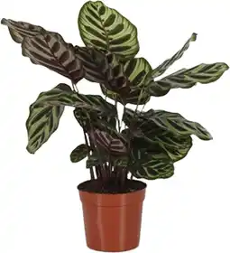 Intratuin Calathea (Calathea makoyana) D 14 H 40 cm aanbieding