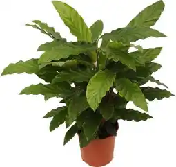 Intratuin Calathea (Calathea rufibarba 'Miroscha') D 14 H 35 cm aanbieding