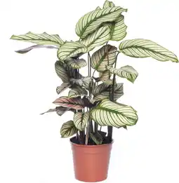 Intratuin Calathea (Calathea majestica 'Whitestar') D 14 H 50 cm aanbieding