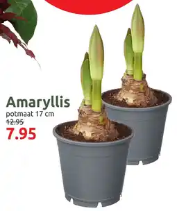 Deka Tuin Amaryllis aanbieding