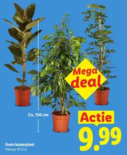 Lidl Grote kamerplant aanbieding