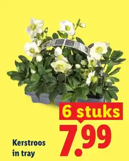 Lidl Kerstroos in tray aanbieding