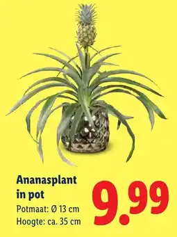 Lidl Ananasplant in pot aanbieding