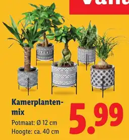 Lidl Kamerplanten-mix aanbieding
