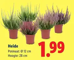 Lidl Heide aanbieding