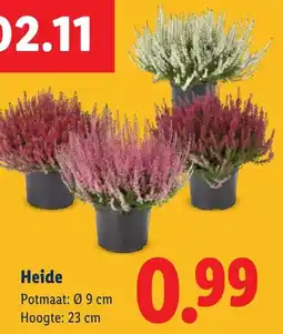 Lidl Heide aanbieding
