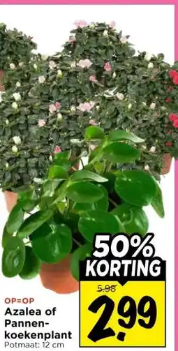 Vomar Voordeelmarkt Azalea of Pannen koekenplant aanbieding