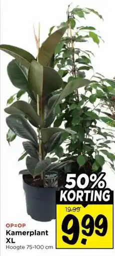Vomar Voordeelmarkt Kamerplant xl aanbieding