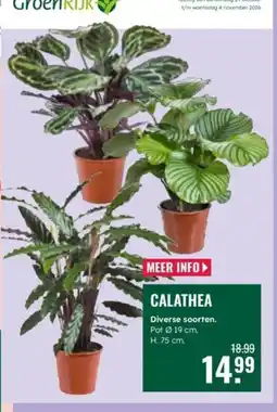 GroenRijk Groenrijk calathea aanbieding