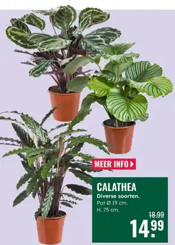 GroenRijk Calathea aanbieding