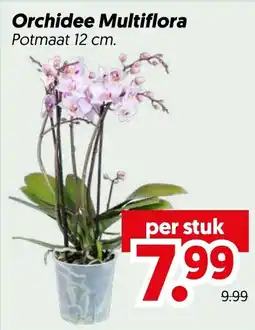 Dekamarkt Orchidee Multiflora aanbieding