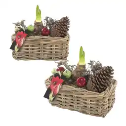Albert Heijn AH Amaryllis in mand aanbieding