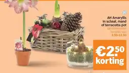 Albert Heijn AH Amaryllis in schaal mand of terracotta pot aanbieding