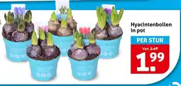 Hoogvliet Hyacintenbollen in pot aanbieding