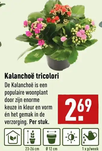 ALDI Kalanchoe tricolori aanbieding