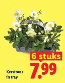 Lidl Kerstroos in tray aanbieding