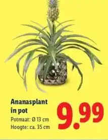 Lidl Ananasplant in pot aanbieding