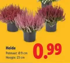 Lidl Heide aanbieding