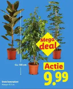 Lidl Grote kamerplant aanbieding