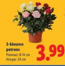 Lidl 3-kleuren potroos aanbieding