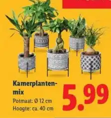 Lidl Kamerplanten- mix aanbieding