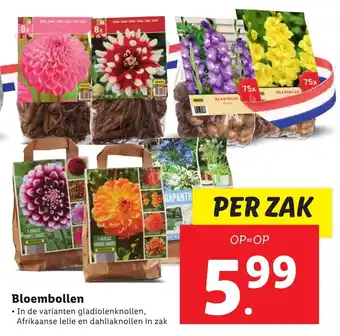 Lidl Bloembollen In de varianten gladiolenknollen per zak aanbieding