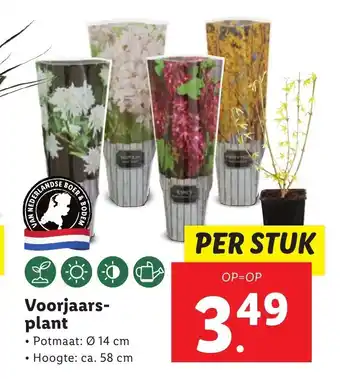 Lidl Voorjaarsplant Potmaat: 14 cm Hoogte: ca. 58 cm per stuk aanbieding