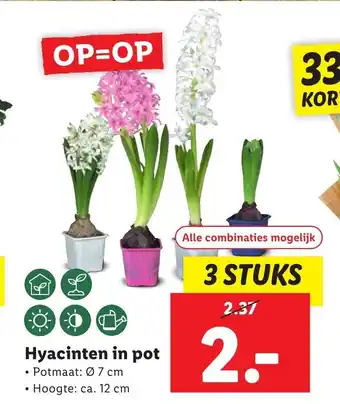 Lidl Hyacinten in pot Potmaat: 7 cm Hoogte: ca. 12 cm 3 stuks aanbieding