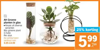 Albert Heijn AH Groene planten in glas aanbieding