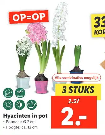 Lidl Hvacinten in pot aanbieding