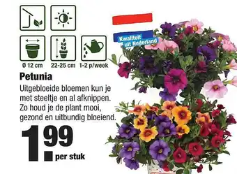 ALDI Petunia aanbieding